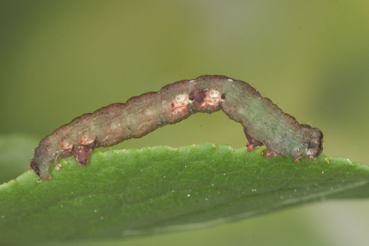 Ligdia adustata: Bild 16