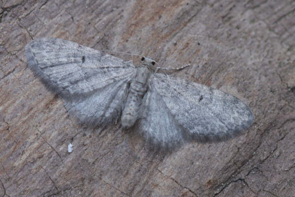 Eupithecia subfuscata: Bild 46