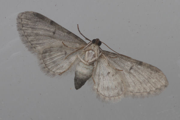 Eupithecia subfuscata: Bild 60