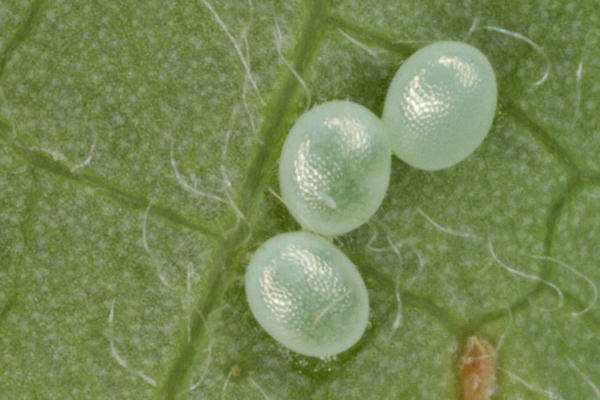 Lobophora halterata: Bild 1