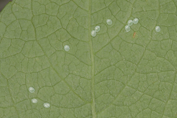 Lobophora halterata: Bild 2