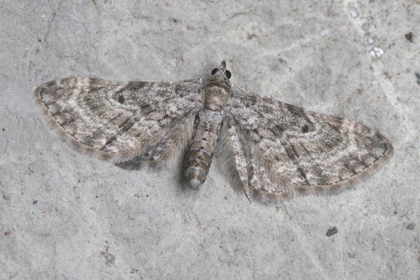 Eupithecia subfuscata: Bild 34