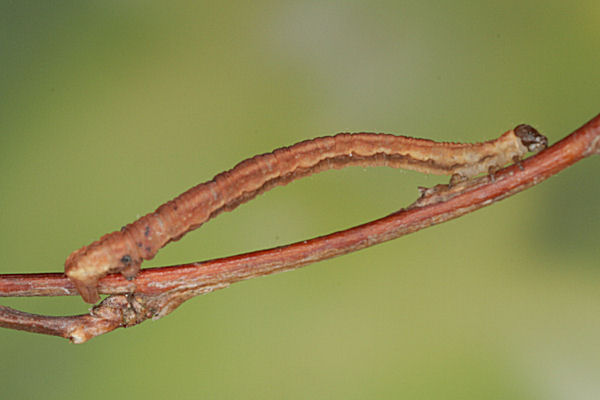Eupithecia lanceata: Bild 44