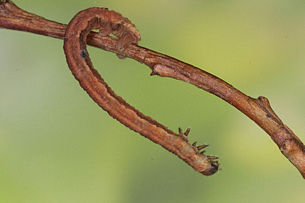 Eupithecia lanceata: Bild 45