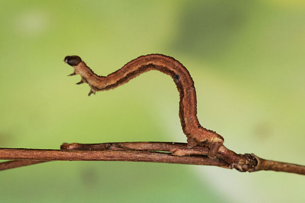 Eupithecia lanceata: Bild 46