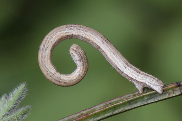 Rhodostrophia vibicaria: Bild 40