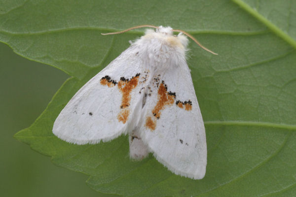 Leucodonta bicoloria: Bild 7