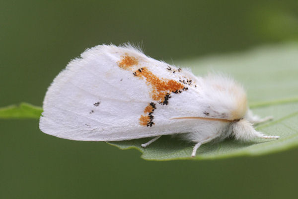 Leucodonta bicoloria: Bild 8