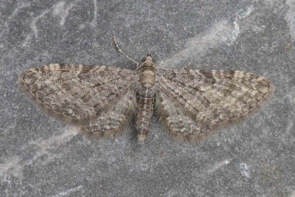 Eupithecia subfuscata: Bild 14