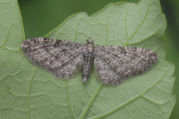 Eupithecia subfuscata: Bild 15