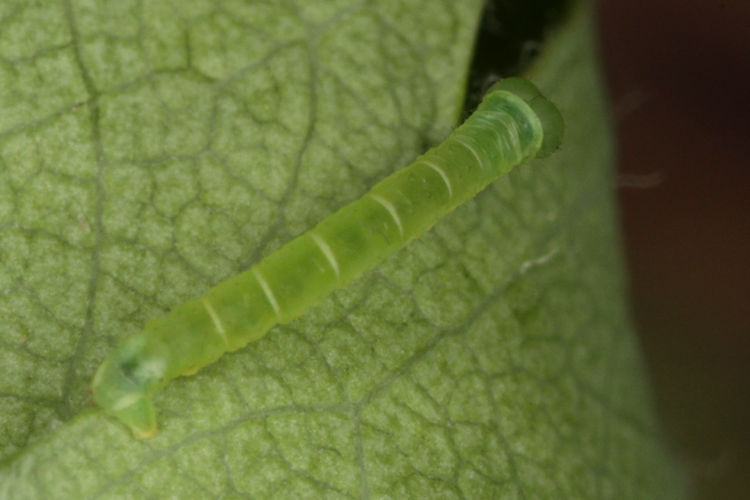 Lomographa bimaculata: Bild 10