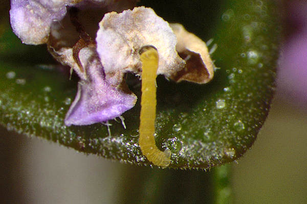 Eupithecia distinctaria: Bild 16