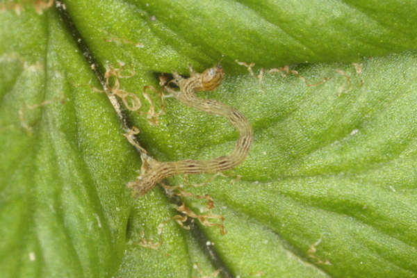 Petrophora chlorosata: Bild 9
