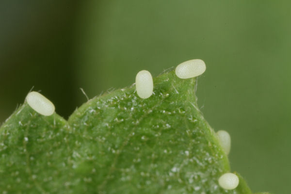 Cyclophora annularia: Bild 2