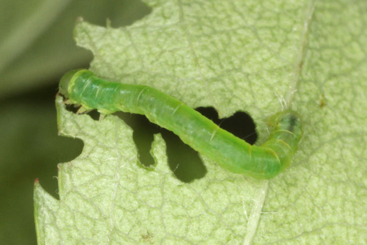 Lomographa bimaculata: Bild 12