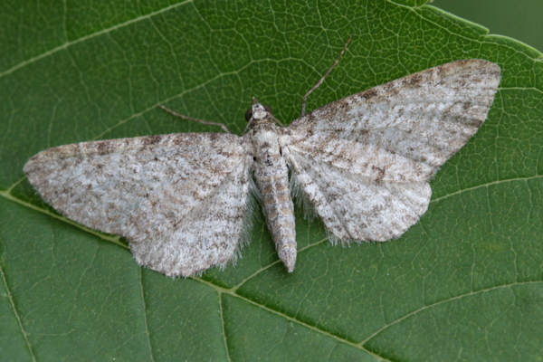Eupithecia subumbrata: Bild 3