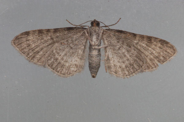 Eupithecia thalictrata: Bild 18
