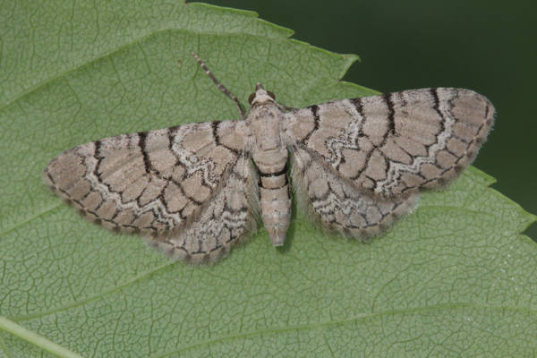 Eupithecia schiefereri: Bild 8