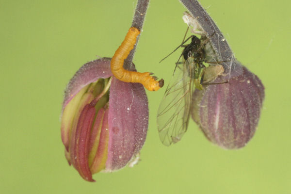 Eupithecia thalictrata: Bild 8