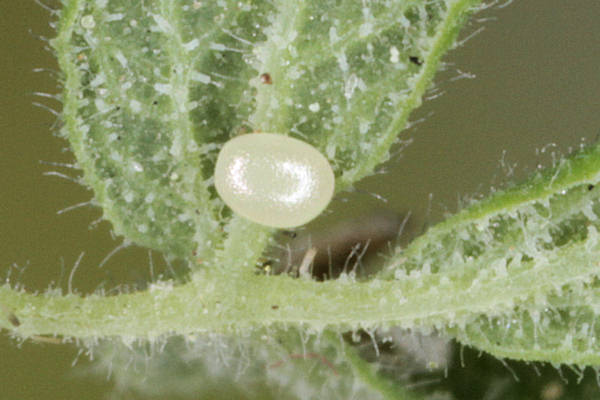 Eupithecia thalictrata: Bild 1