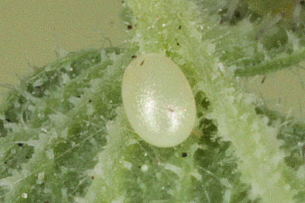 Eupithecia thalictrata: Bild 4