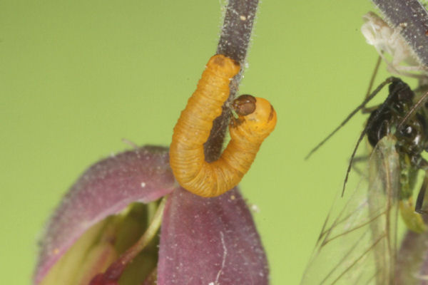 Eupithecia thalictrata: Bild 10