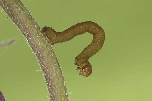 Eupithecia thalictrata: Bild 17