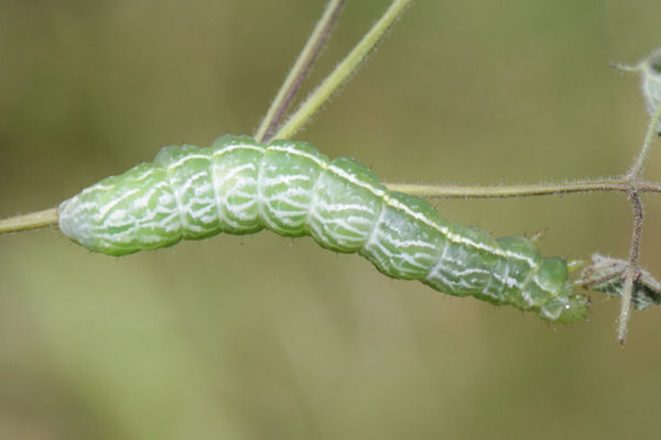 Panchrysia v-argenteum: Bild 6