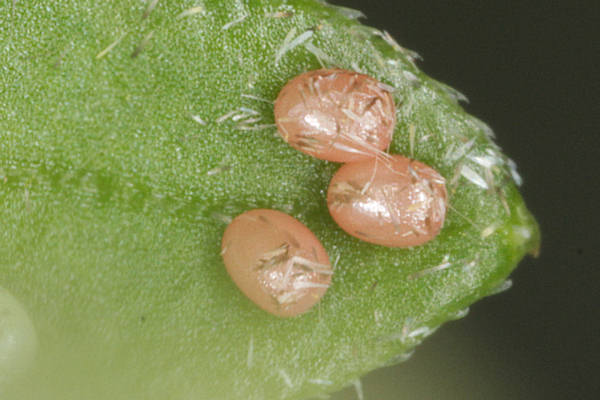 Coenotephria tophaceata: Bild 1