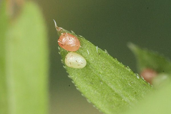 Coenotephria tophaceata: Bild 3