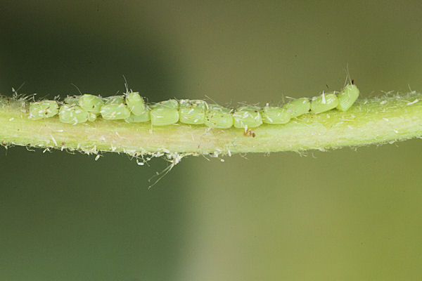 Perconia strigillaria: Bild 3