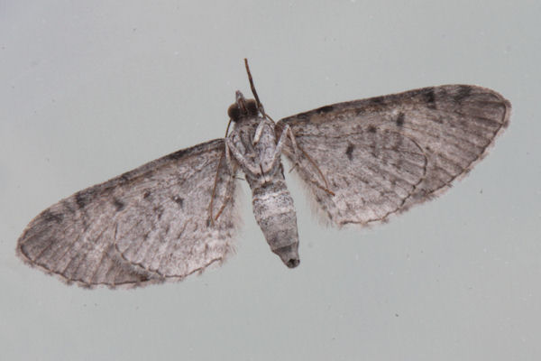 Eupithecia schiefereri: Bild 16
