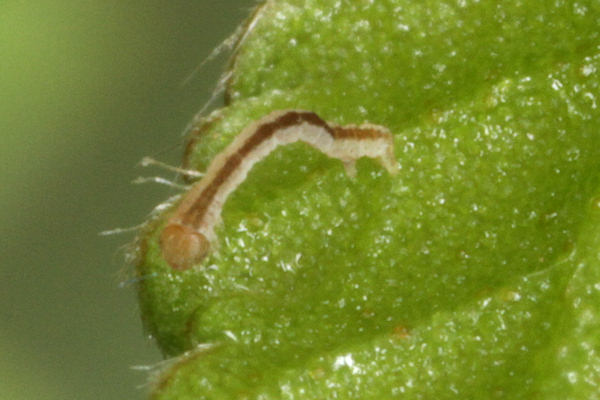Cyclophora annularia: Bild 9