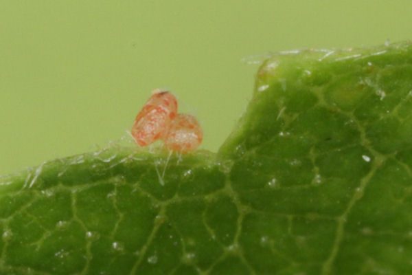 Cyclophora annularia: Bild 3