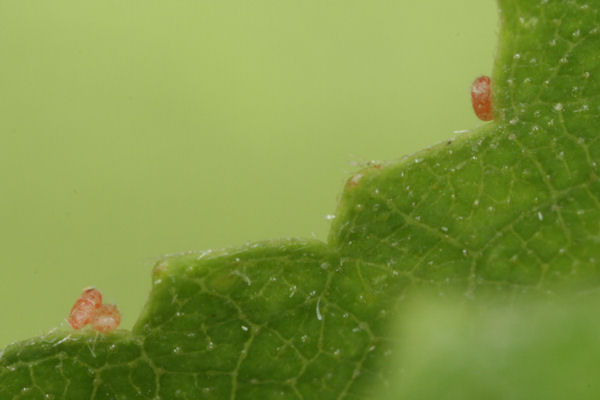 Cyclophora annularia: Bild 4