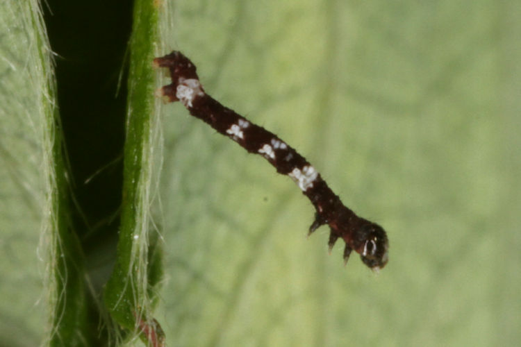 Cepphis advenaria: Bild 5