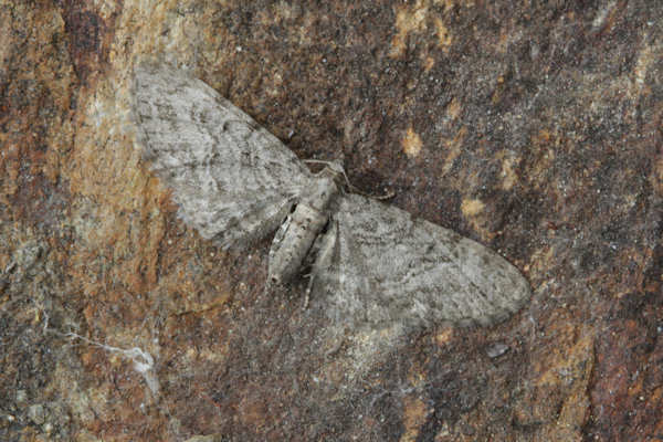 Eupithecia egenaria: Bild 3
