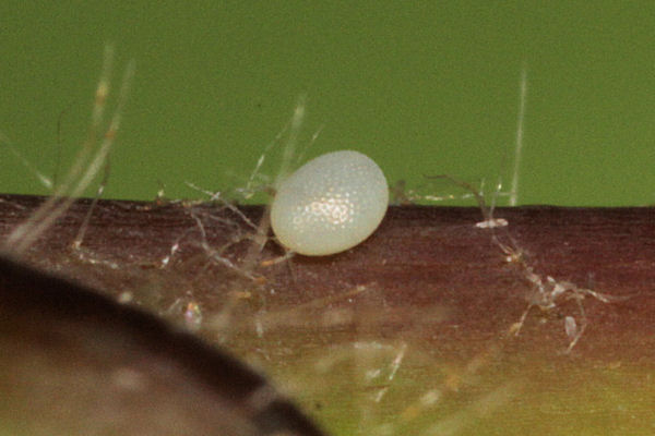 Eupithecia egenaria: Bild 4