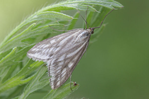 Loxostege virescalis: Bild 2