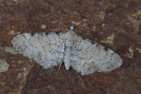 Eupithecia carpophagata: Bild 2