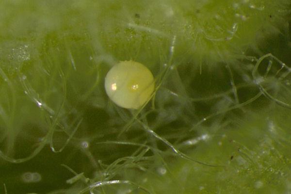 Perizoma albulata: Bild 8