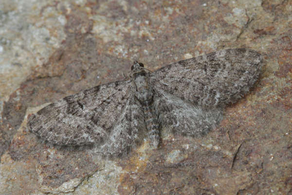 Eupithecia vulgata: Bild 7