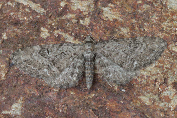 Eupithecia vulgata: Bild 8