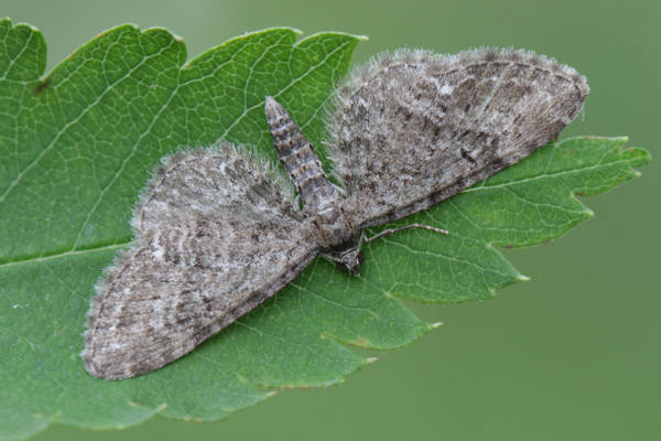 Eupithecia vulgata: Bild 9