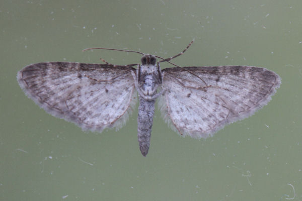 Eupithecia subumbrata: Bild 8