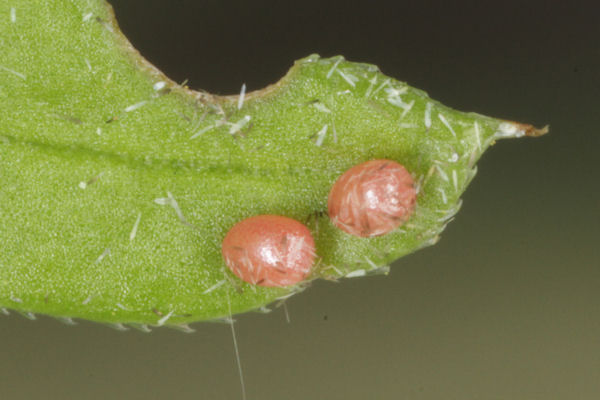 Coenotephria tophaceata: Bild 4