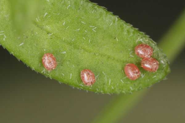 Coenotephria tophaceata: Bild 5