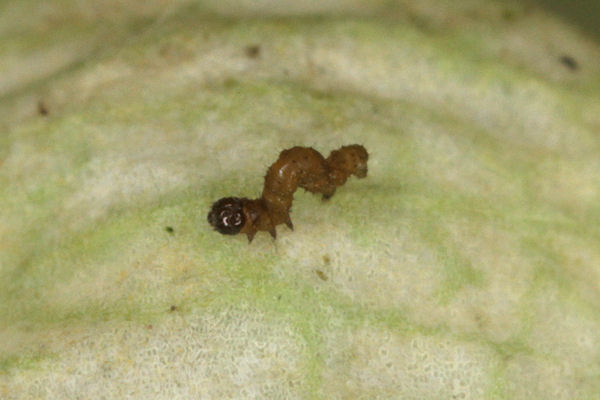 Eupithecia schiefereri: Bild 13