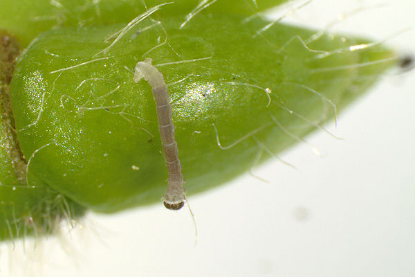 Eupithecia egenaria: Bild 6