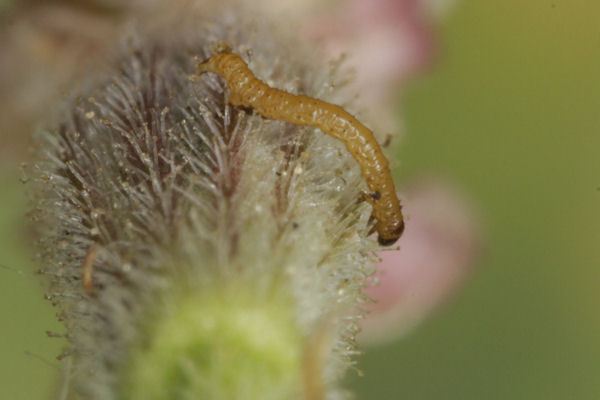 Eupithecia schiefereri: Bild 21